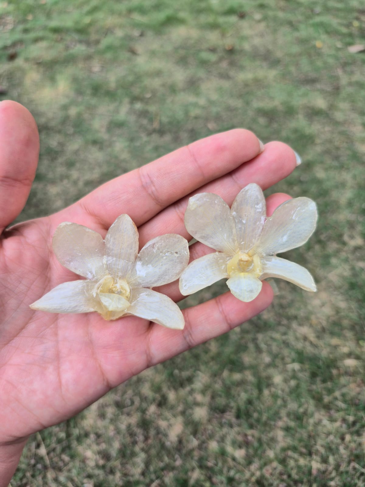 orquidea dendrobium 2 